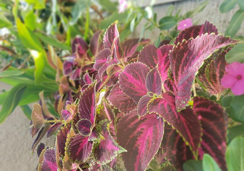 בית מלון כפרי Europa