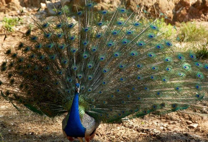 Makryammos Bungalows