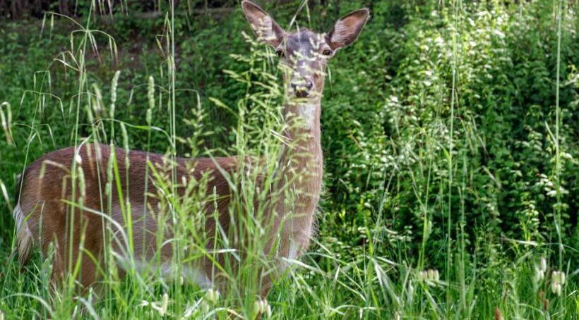 Makryammos Bungalows