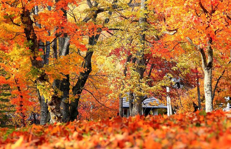 ホテル Kyukamura Shikotsuko