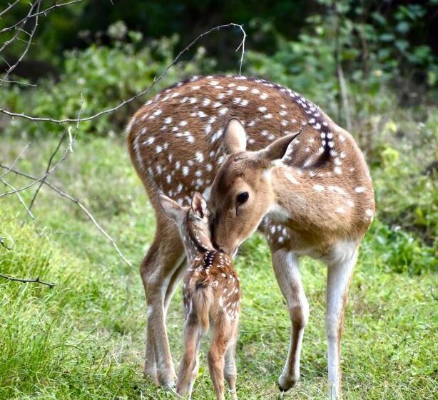 Shikarbadi Hotel   By The Lake Heritage By Hrh Group Of Hotels