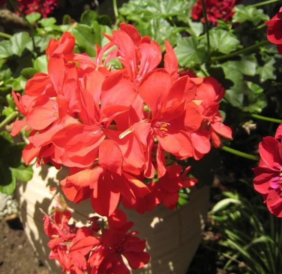 Отель Hôtel Cap Soleil