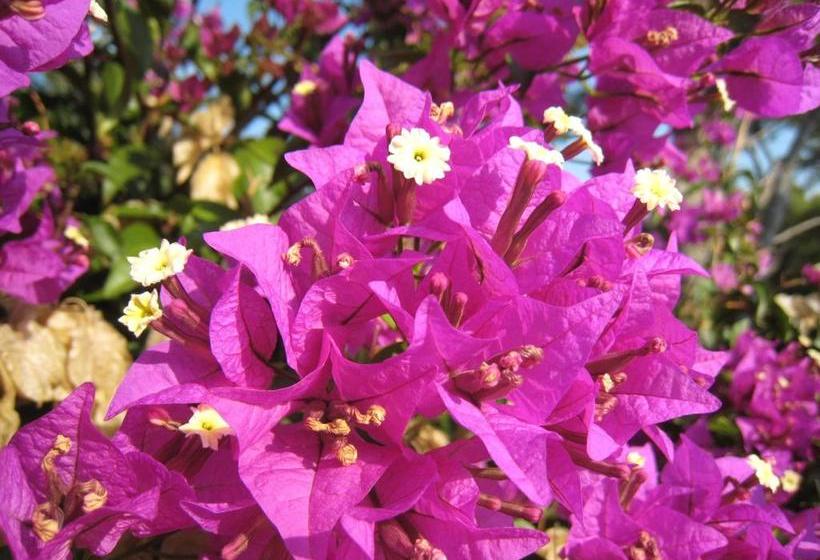 Отель Hôtel Cap Soleil