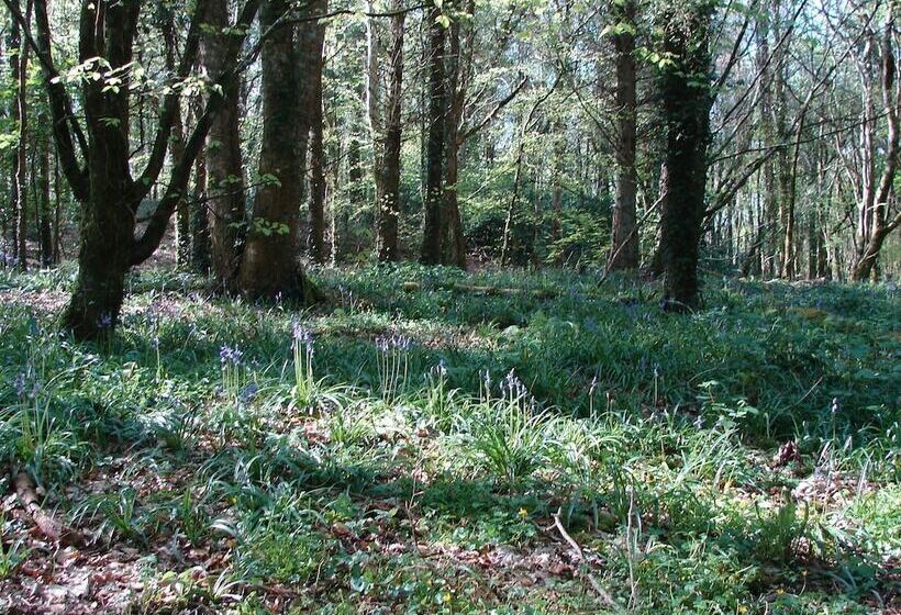 בית מלון כפרי Downhill Inn