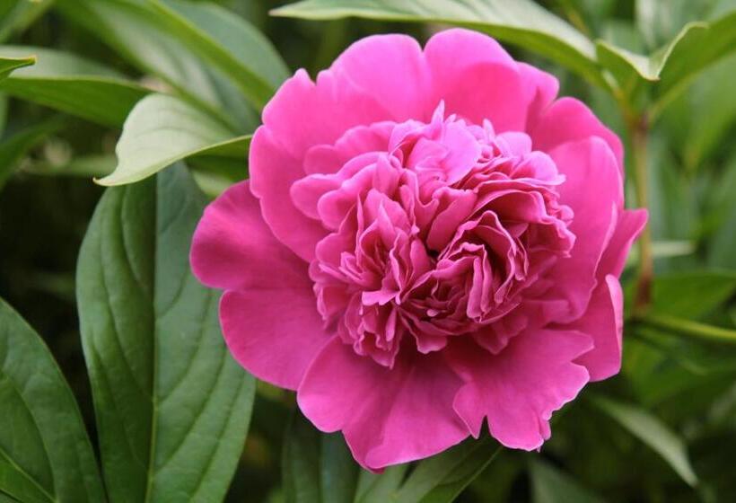 Отель Des Alpes