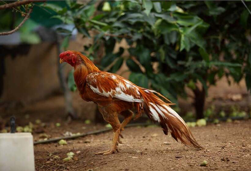 ホテル Harvest Fresh Farms