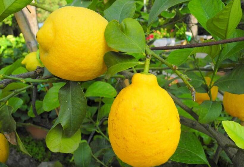 בית מלון כפרי Le Renaie