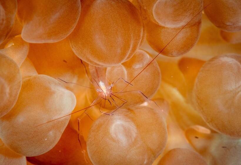 Majatalo Bliss Dhigurah