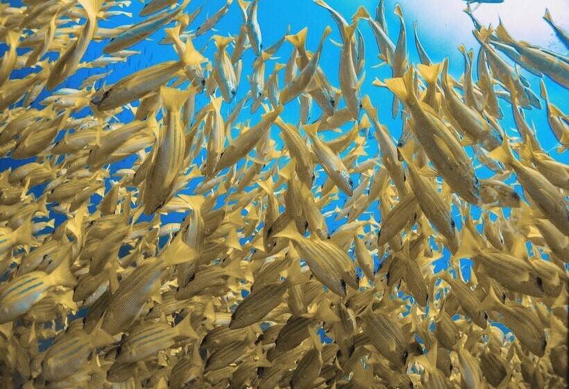 Majatalo Bliss Dhigurah