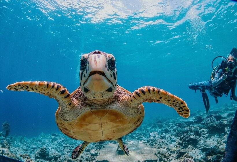 Majatalo Bliss Dhigurah