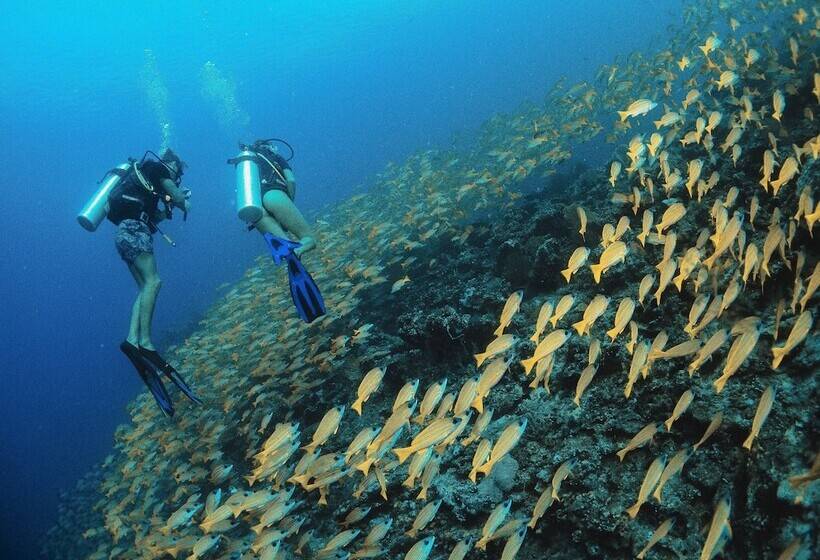 بنسيون Bliss Dhigurah