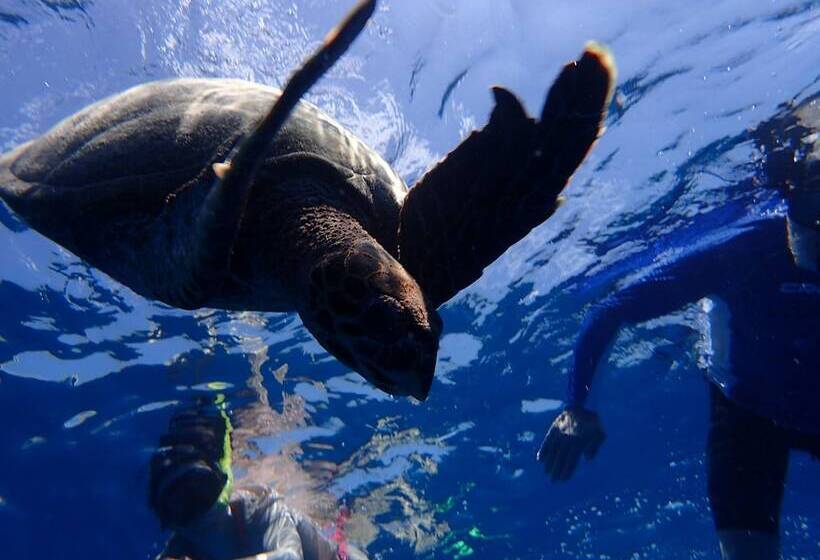 پانسیون Zeestar Inn