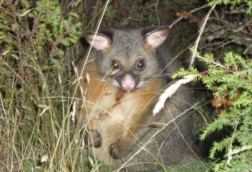 فندق Forest Walks Lodge