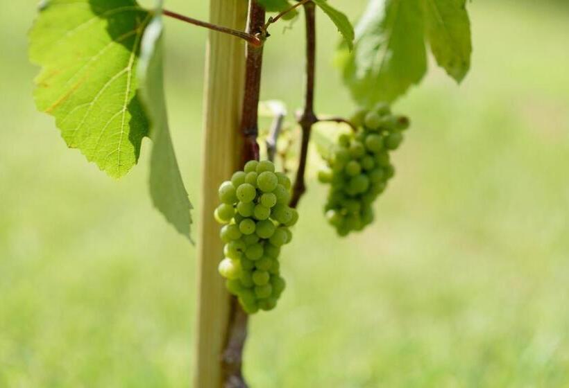 בית מלון כפרי Leone De Castris Wine