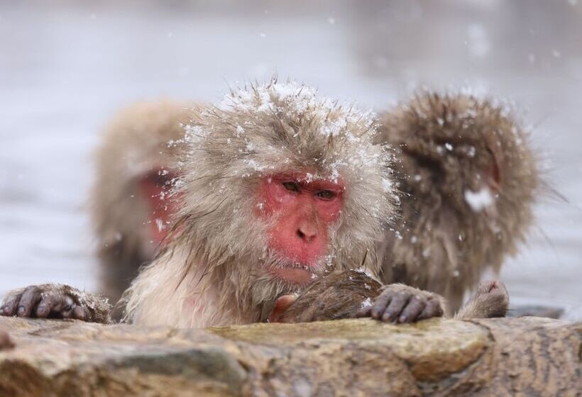 هتل Shiga Kogen Prince