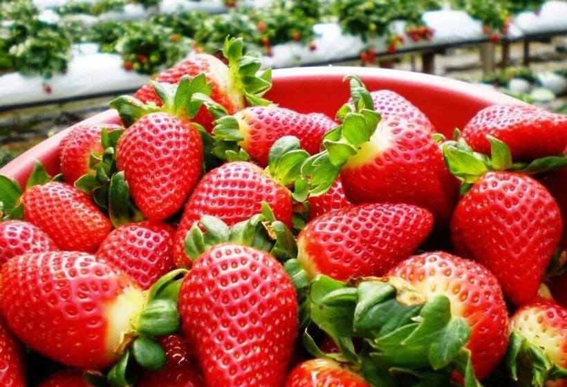 منتجع Copthorne Hotel Cameron Highlands