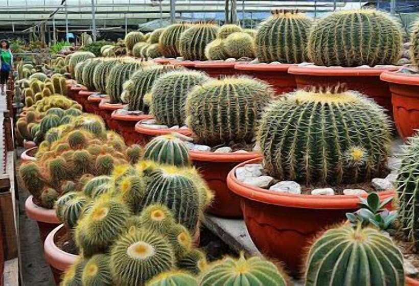 منتجع Copthorne Hotel Cameron Highlands