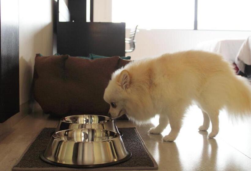 هتل Holiday Inn Mexico Dali Airport, An Ihg