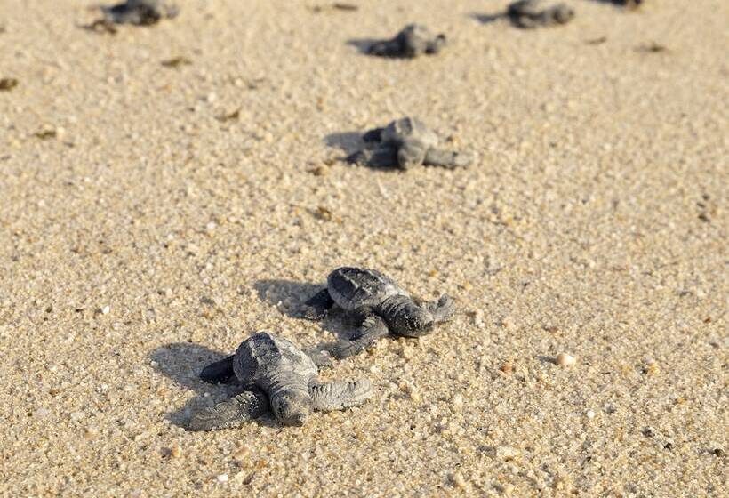 Отель Paradisus Los Cabos   Adults Only   All Inclusive