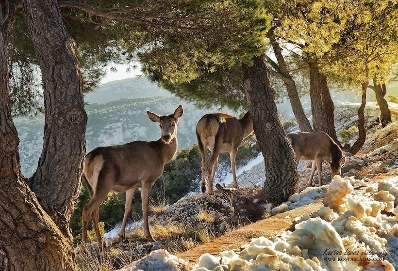 Cavallari Palace Hotel Suites