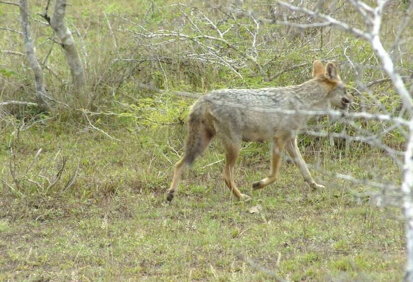 בית מלון כפרי Jungle House Yala