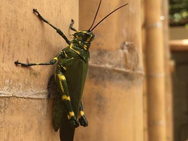 Balaio Hostel Ilha Grande