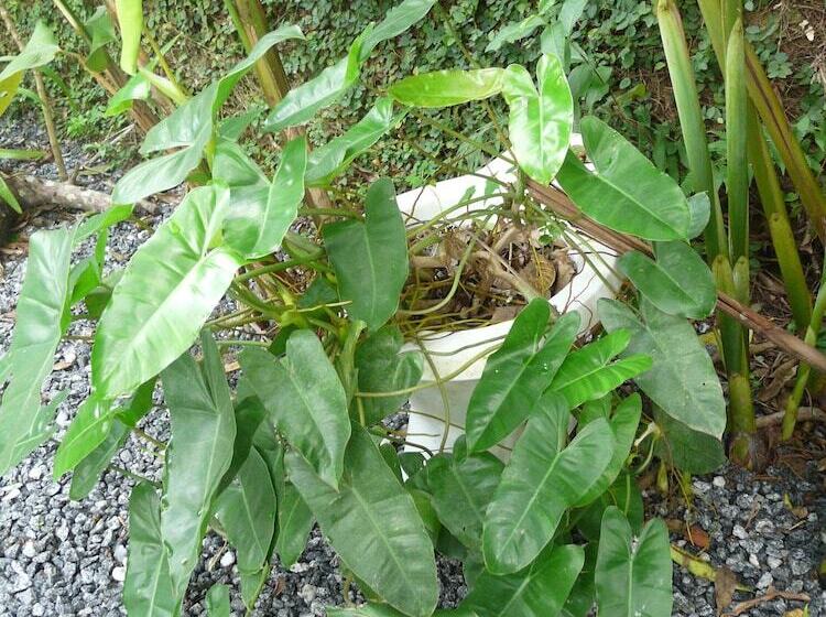 Balaio Hostel Ilha Grande