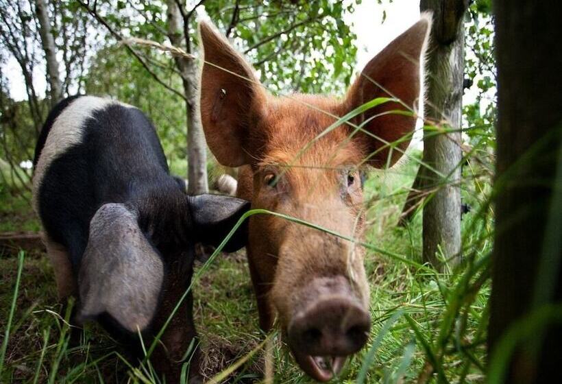פנסיון Ballylagan Organic Farm