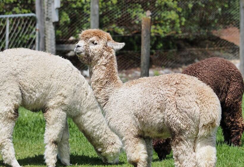 هتل Shining Star Beachfront Accommodation