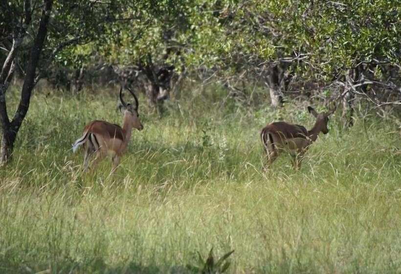 ホテル Unathi Game Lodge