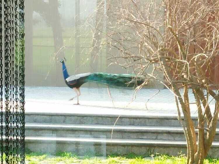 Пансион Kethaka Aga