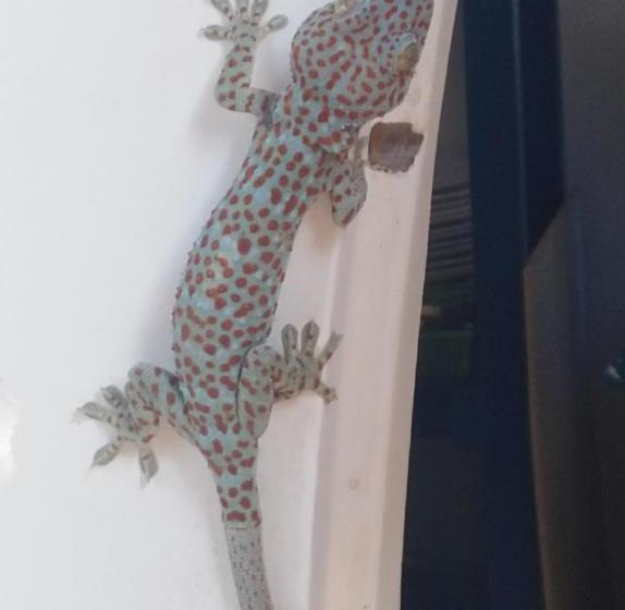 ペンション Mama Clares