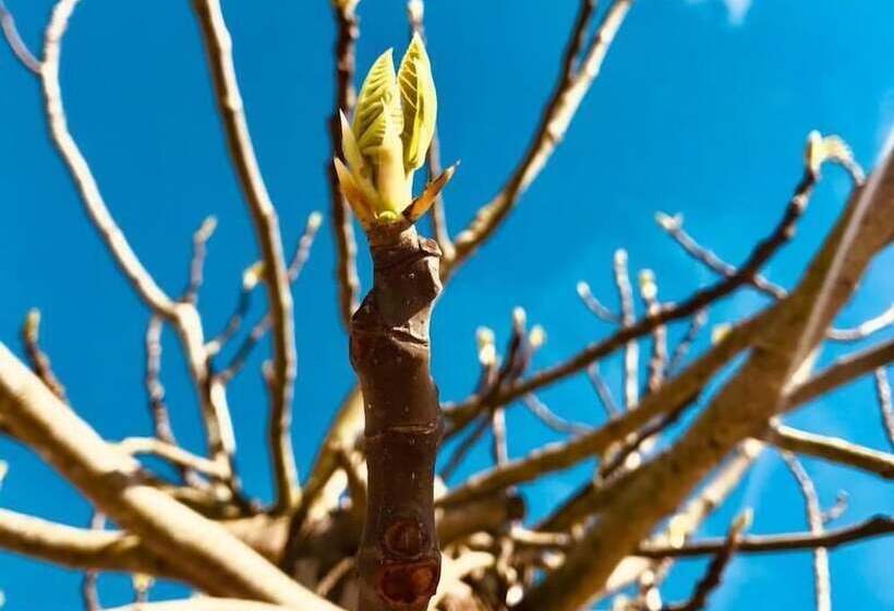 بنسيون Avó Rosa Guesthouse