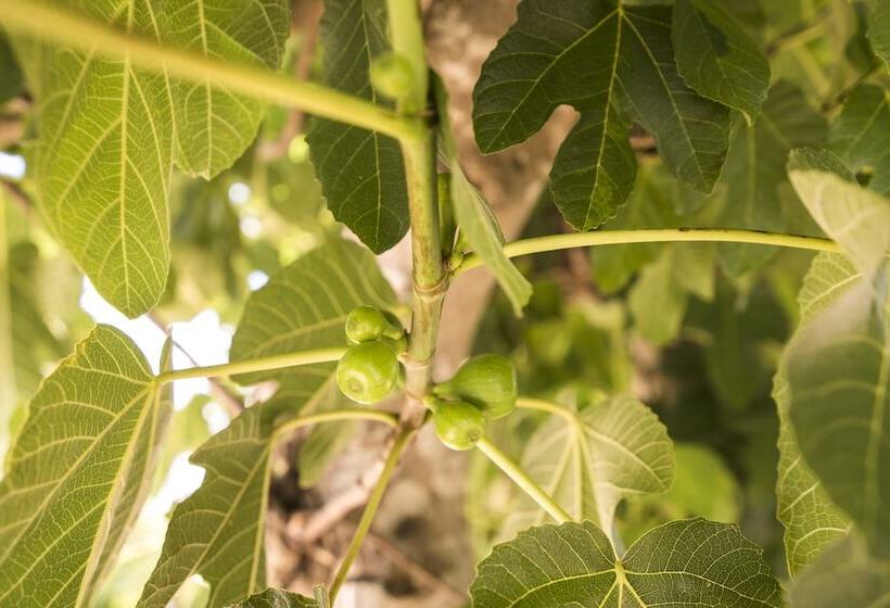 بنسيون Avó Rosa Guesthouse