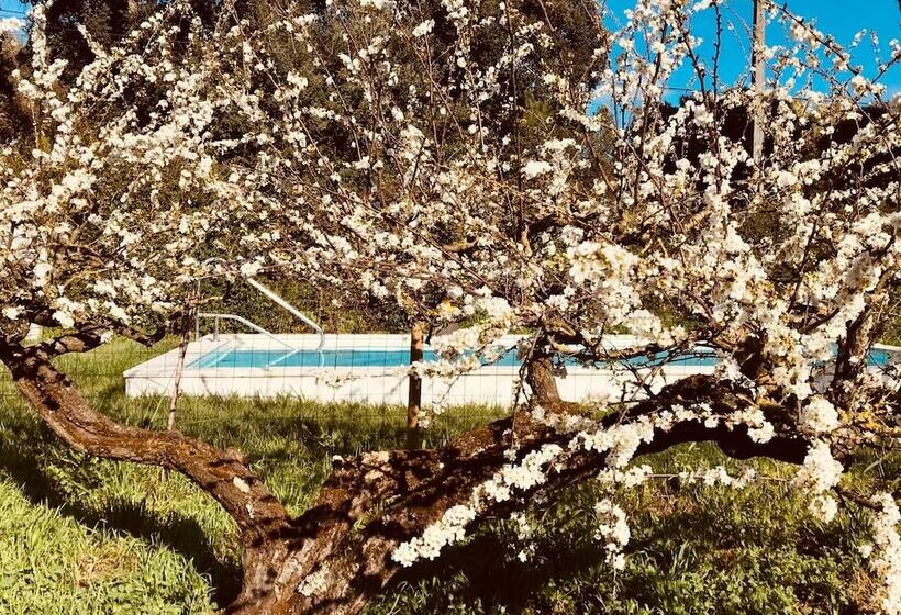 بنسيون Avó Rosa Guesthouse