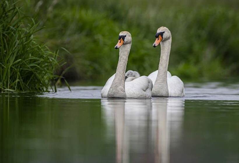 بنسيون Carrick's At Castle Farm