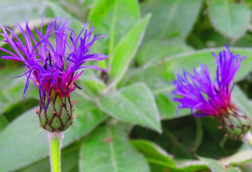 تختخواب و صبحانه Guesthouse Kalfafellsstadur