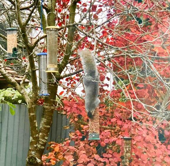 تختخواب و صبحانه Laurels