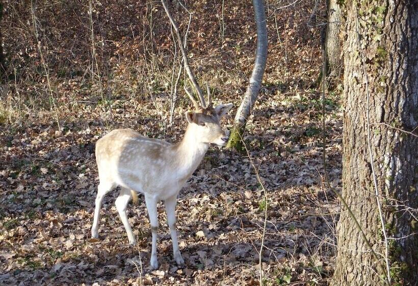 酒店 Château Lacaze