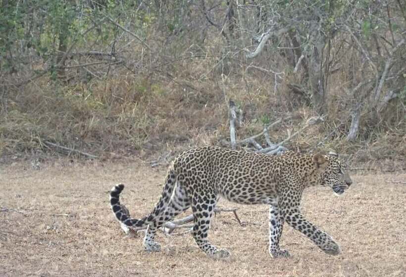 膳宿费 Wadula Safari Yala