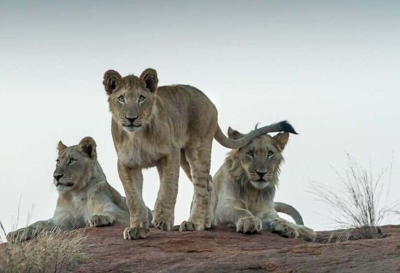 בית מלון כפרי Ritsako Game Lodge