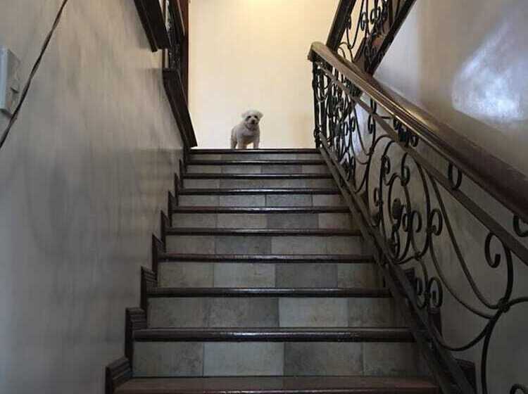 Spinning Cat Hostel   Adults Only