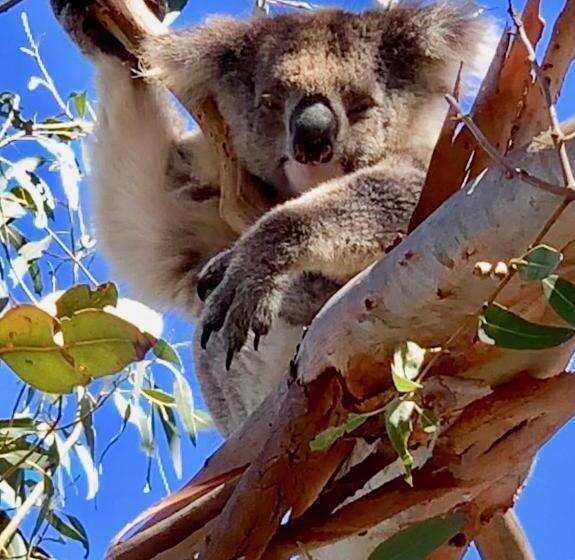 Emu Bay Holiday Homes