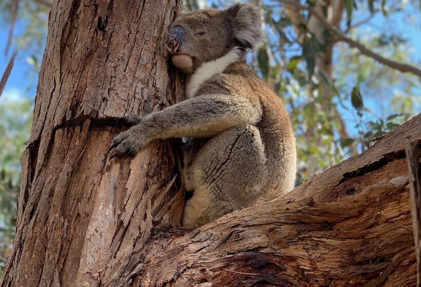 Emu Bay Holiday Homes