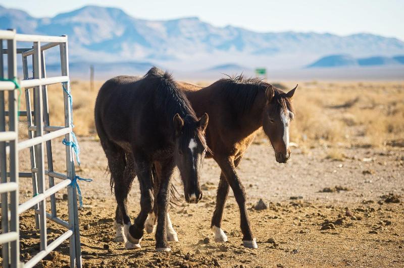 מוטל Amargosa Opera House &