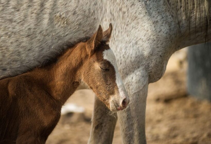מוטל Amargosa Opera House &