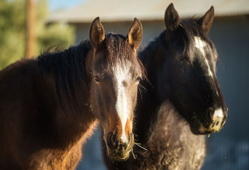 מוטל Amargosa Opera House &