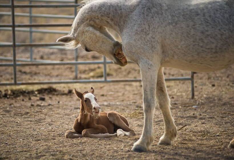 מוטל Amargosa Opera House &