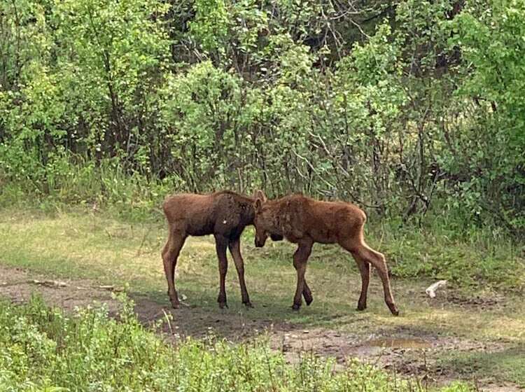 Arctic Dragonfly Inn