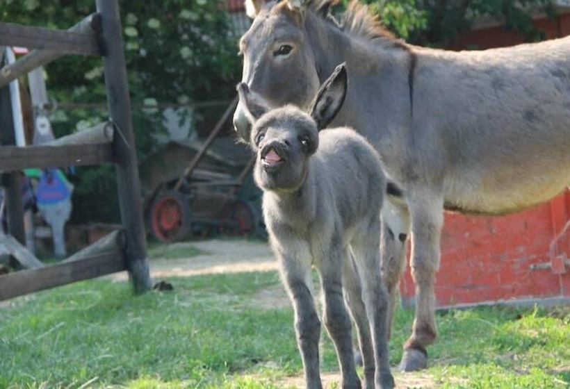 فندق Allegra Fattoria